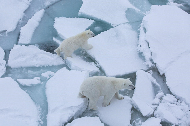 Chart showing ice albedo feedback can lead to amplification of warming in the Arctic (Image: UK Met Office)