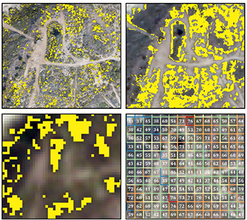  Four images of Camphorweed detection from drone imagery and satellite data