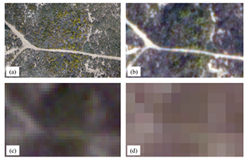 Four examples of imagery used in the camphorweed study