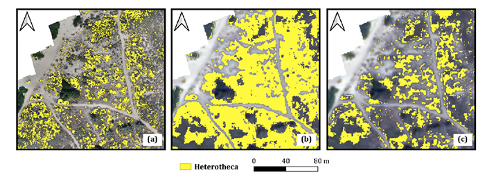 Three Vision-1 images detecting camphorweed spreading across coastal dunes 