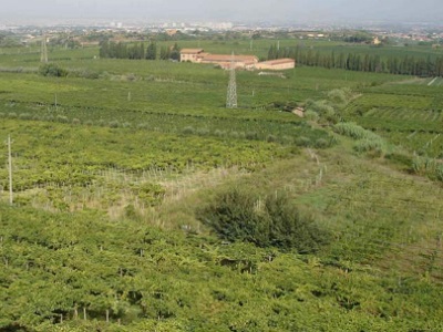 Vineyards near Frascati, Italy